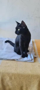 Pami