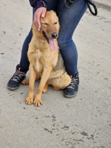 Silvi