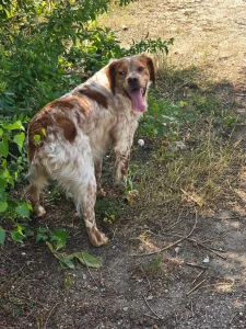 Amos