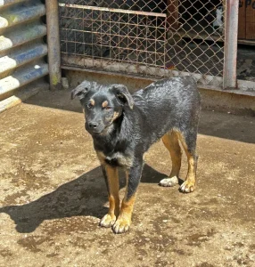 Kovu