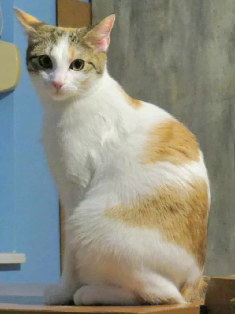 Samba