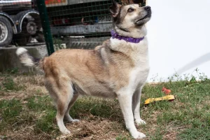 Dani