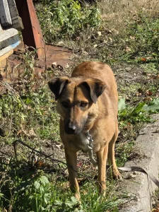 Kaya