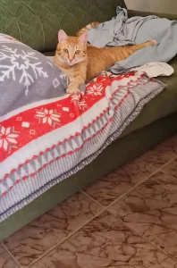 Simba