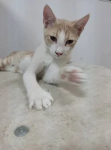 Hugo