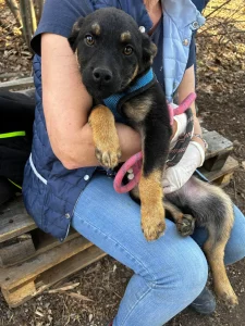 Kovu