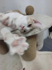 Hugo