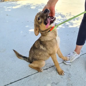 Ada