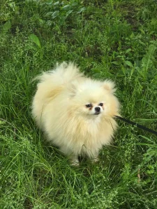 Vanilla