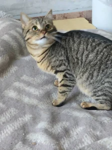 Tiko