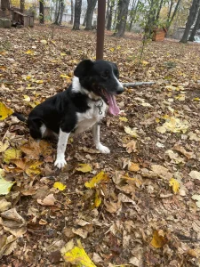 Rocky