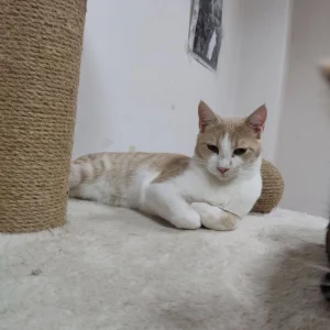 Hugo