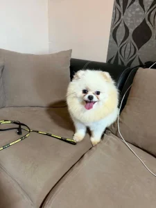 Vanilla
