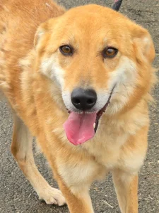 Lina