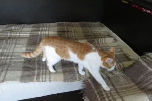 Tango