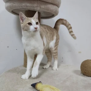Hugo