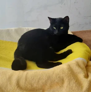 Pami