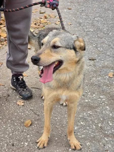 Dina