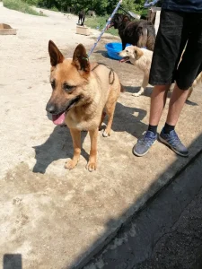 Diega