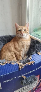 Simba