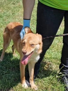 Zira