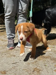 Charlie