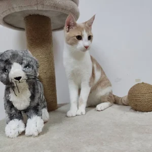 Hugo