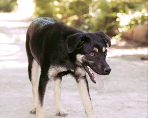 Kovu