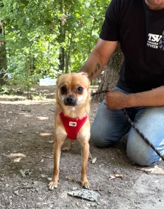 Pino