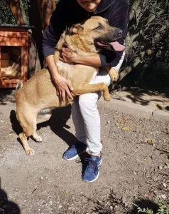 Diega