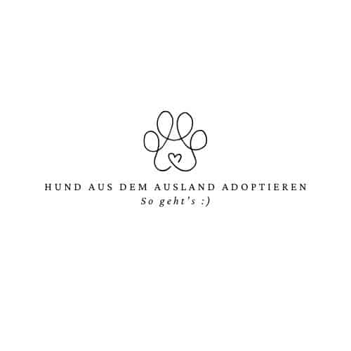 Hund aus dem Ausland adoptieren: Dein Weg zum Glück aus Bulgarien