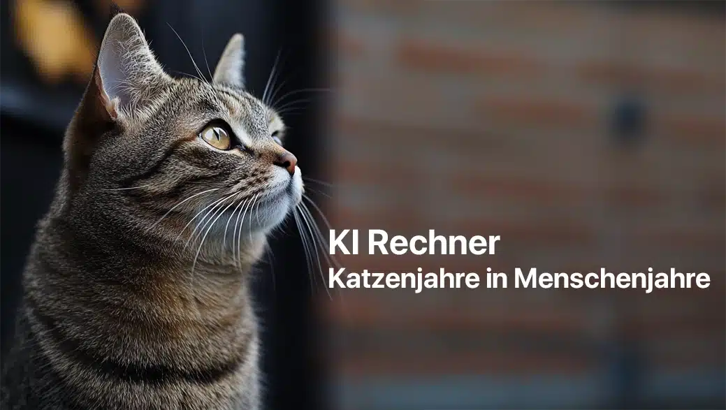 Katzenjahre in Menschenjahre umrechnen (Rechner)