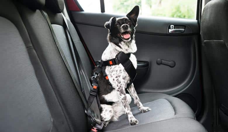 - Wie du deinen Hund richtig im Auto sicherst