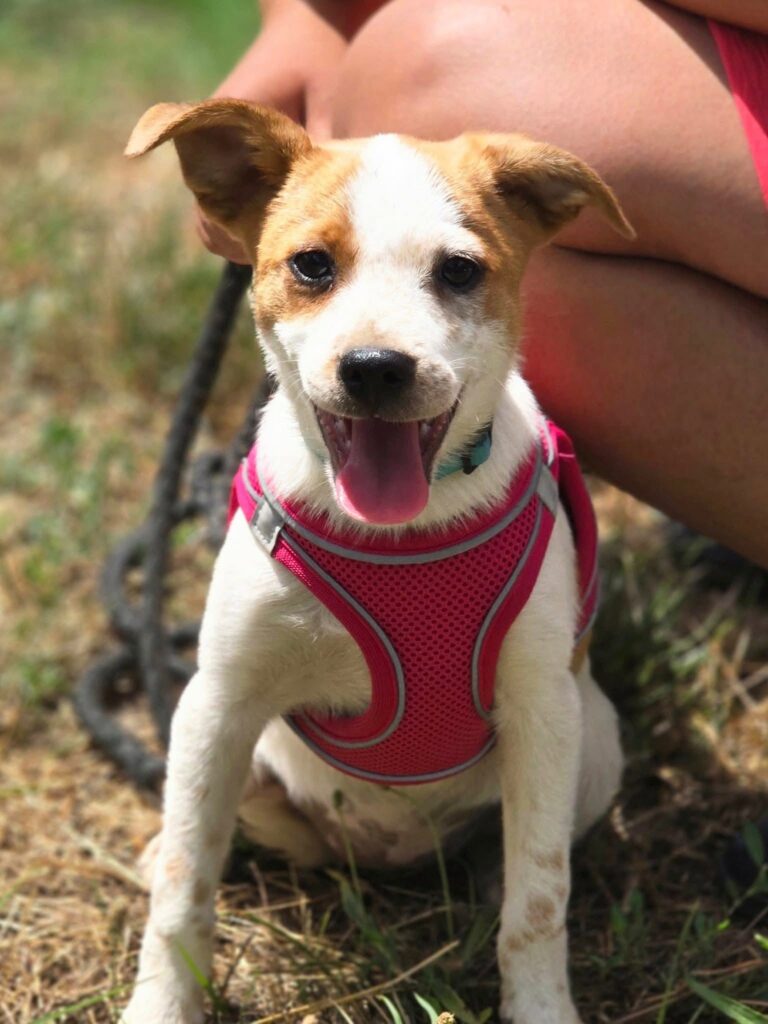 Bibi