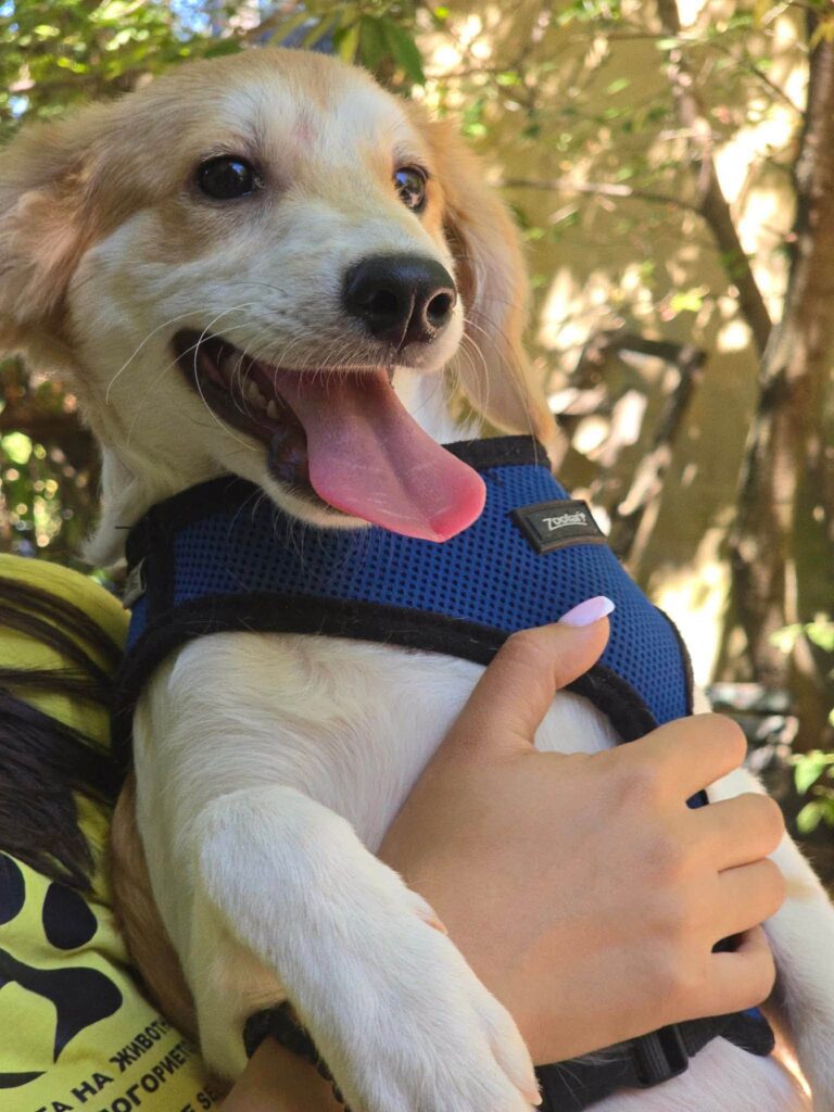 Otto
